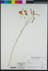 Calochortus superbus image