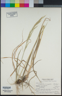 Bromus tectorum image