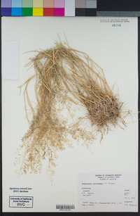 Eragrostis intermedia image