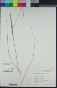 Elymus glaucus image