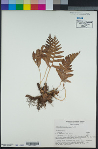 Polypodium californicum image