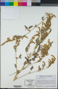 Ambrosia acanthicarpa image