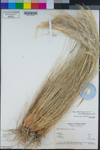 Stipa speciosa image