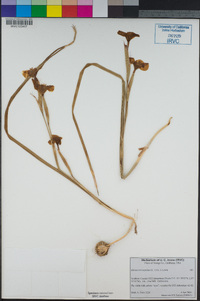 Image of Moraea tricuspidata