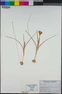 Image of Moraea tricolor