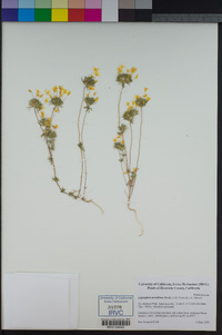 Leptosiphon parviflorus image