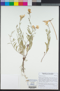 Oenothera speciosa image