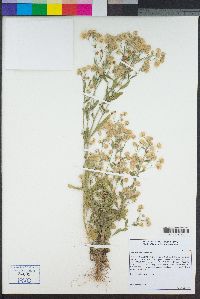 Erigeron sumatrensis image