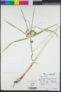 Cyperus involucratus image