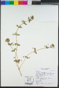 Lysimachia arvensis image