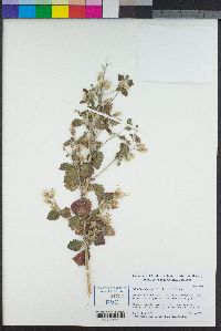 Brickellia californica image