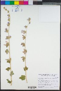Malacothamnus fasciculatus var. fasciculatus image