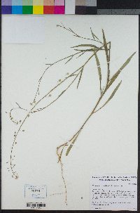 Thysanocarpus curvipes image