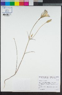 Calochortus invenustus image