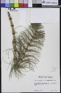 Equisetum telmateia image