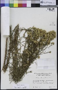 Euthamia occidentalis image