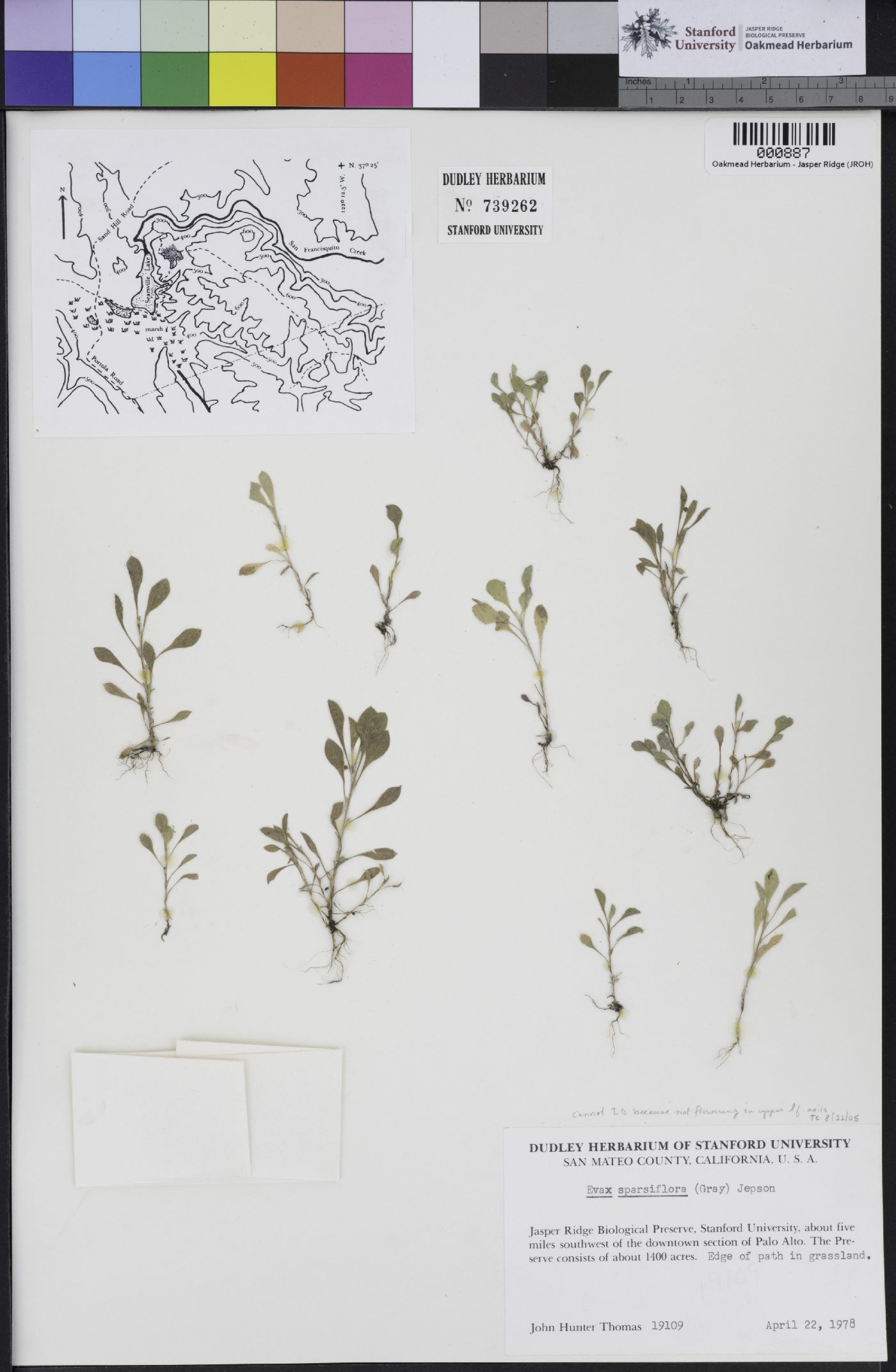 Hesperevax sparsiflora var. sparsiflora image