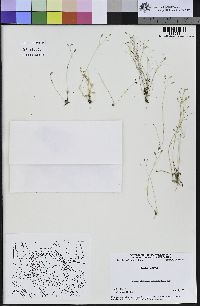 Draba verna image