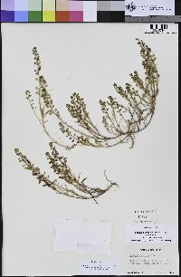 Lepidium nitidum image