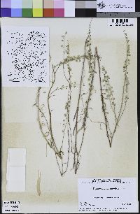 Thysanocarpus curvipes image