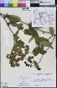 Lonicera hispidula image