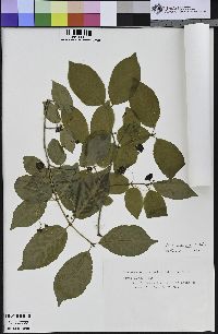 Euonymus occidentalis var. occidentalis image