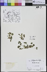 Trifolium subterraneum image