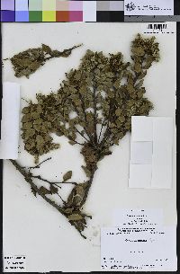 Quercus durata image