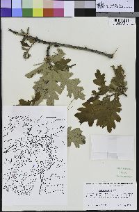 Quercus lobata image