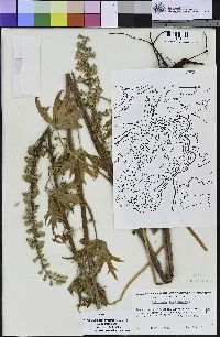 Delphinium californicum subsp. californicum image