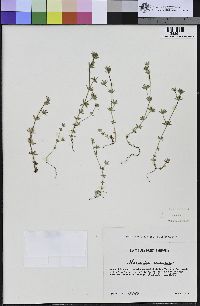 Sherardia arvensis image