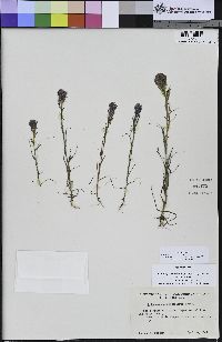 Castilleja densiflora image