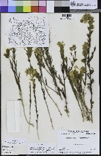 Castilleja rubicundula subsp. lithospermoides image