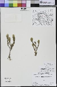 Castilleja rubicundula image