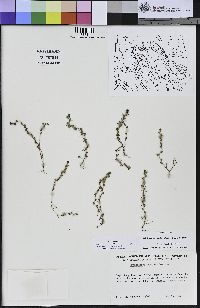 Triphysaria pusilla image