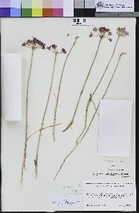 Allium peninsulare var. franciscanum image