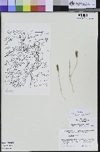 Brodiaea terrestris image