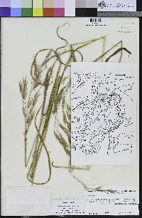 Bromus sitchensis var. carinatus image