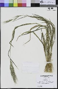 Bromus diandrus image