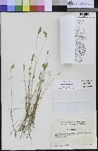 Bromus hordeaceus image