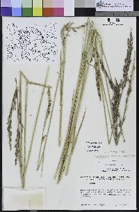 Festuca arundinacea image