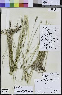 Hordeum brachyantherum image