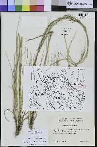 Stipa pulchra image