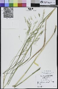 Stipa miliacea var. miliacea image