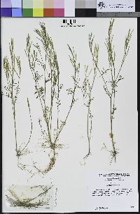 Cardamine hirsuta image