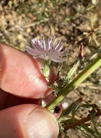 Stephanomeria elata image