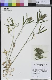 Trifolium angustifolium image