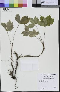 Parthenocissus quinquefolia image