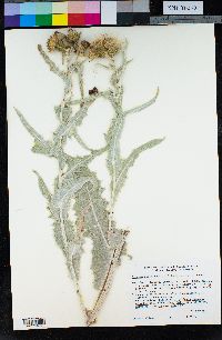 Cirsium ciliolatum image