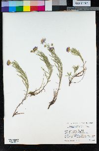 Erigeron foliosus var. confinis image